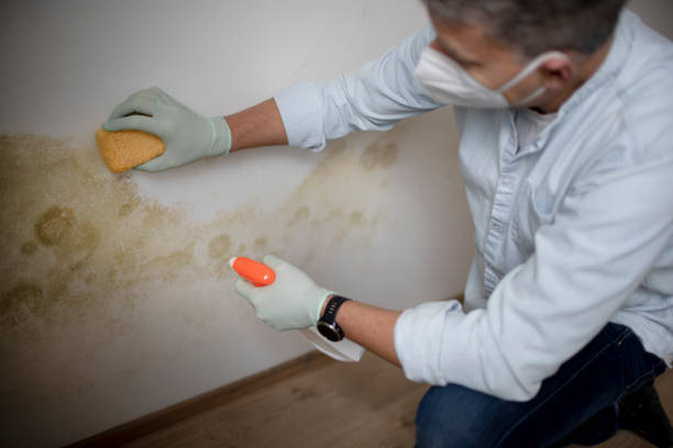 Certified Mold Removal in Plainedge, NY