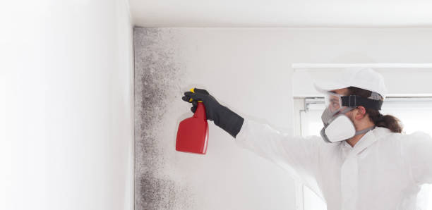 Best Attic Mold Removal  in Plainedge, NY