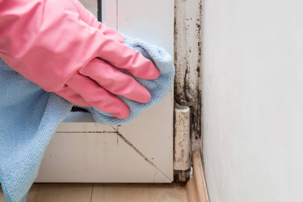 Crawl Space Mold Removal in Plainedge, NY
